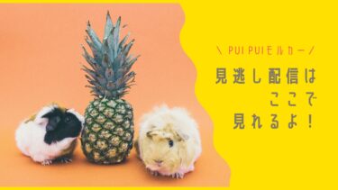 PUIPUIモルカー見逃し配信はココ！シュールさと純粋なモルが魅力！